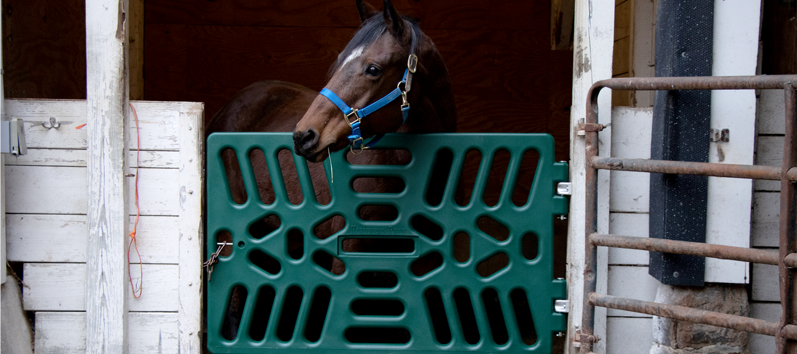 Horse in Stall with Stall Gate