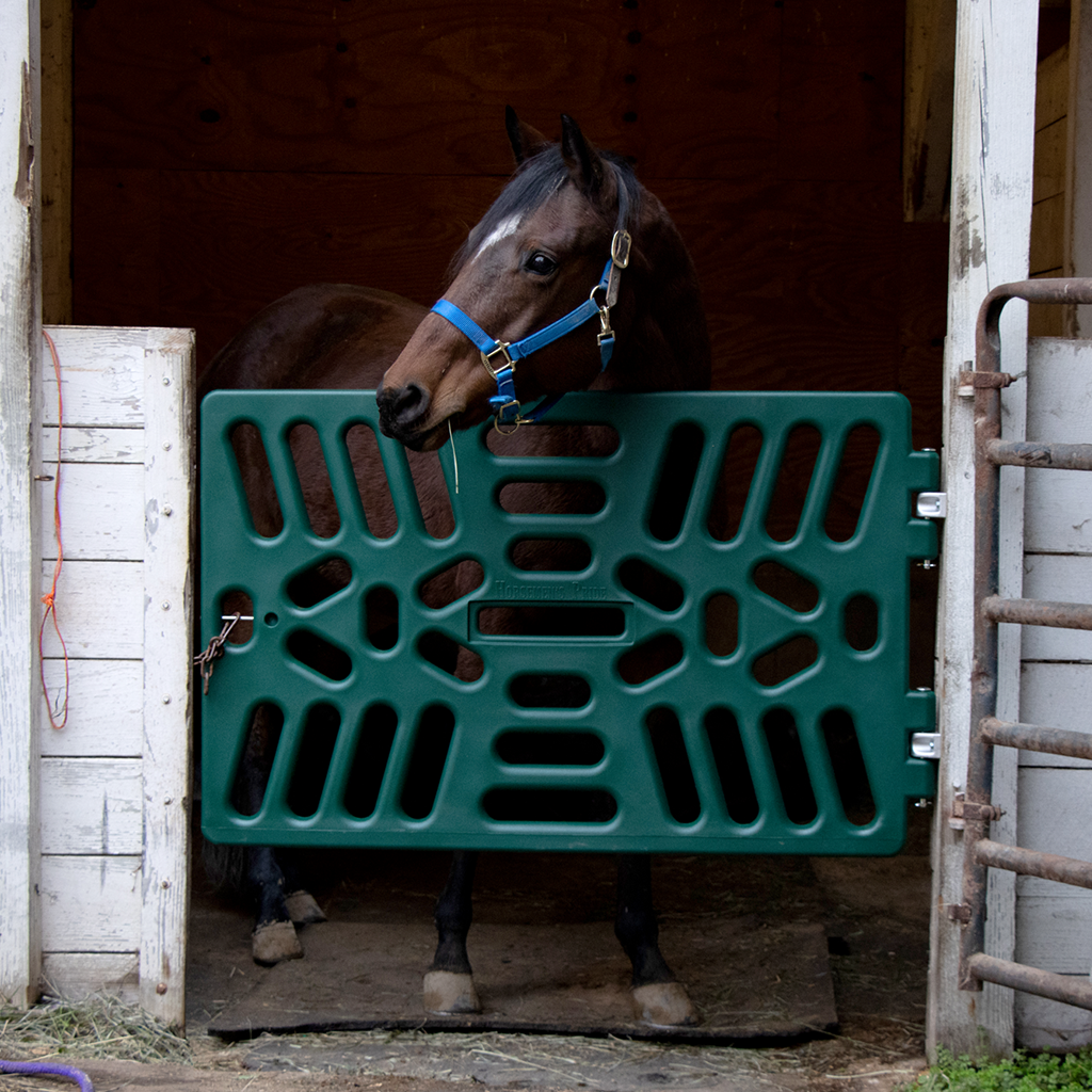 Horse in Stall with Stall Gate