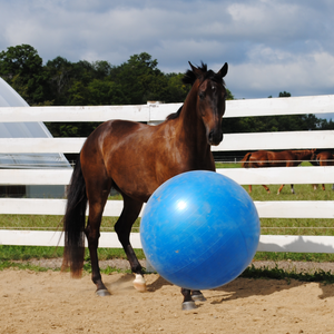 Horse with Blue 30 inch Mega Ball