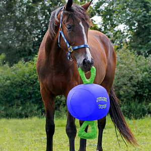 Horse with Jolly Tug Toy 