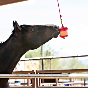 Horse licking Jolly Stall Snack Carrot Flavor in holder