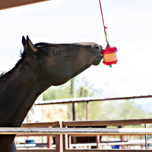 Horse licking Jolly Stall Snack Carrot Flavor in holder 