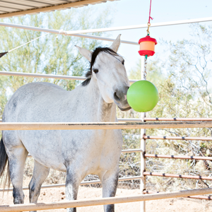 horse with Jolly Stall Snack Apple in holder  with Jolly Ball attachment