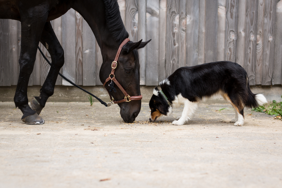 How to Safely Introduce Dogs to Horses