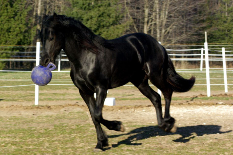a black horse running, carrying a jolly ball in its mouth