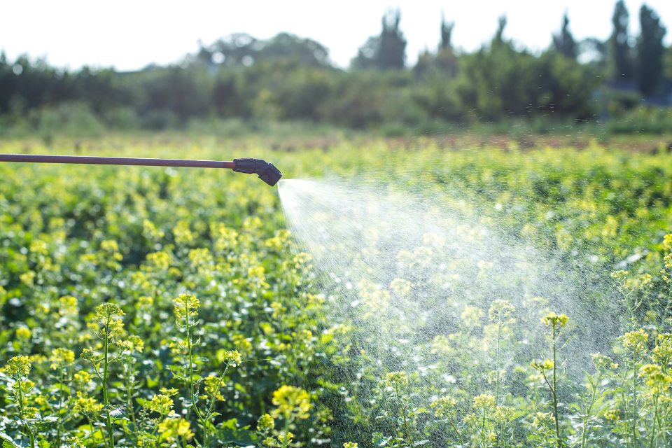 fertilizing plants in field