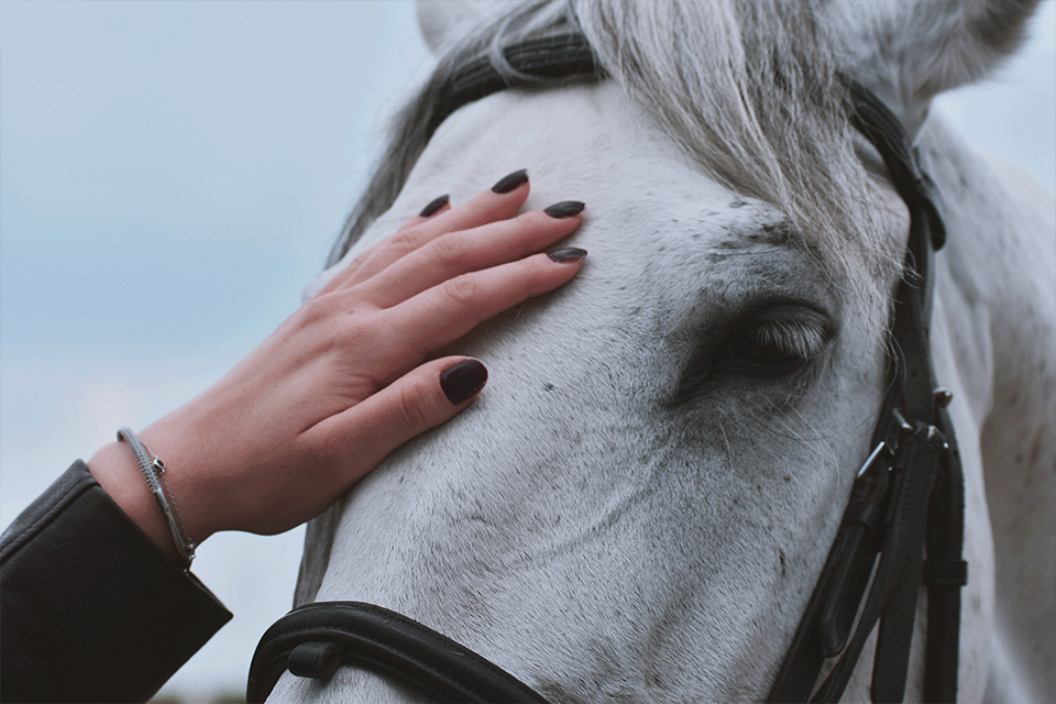 3 Ways to Bond with Your Horse