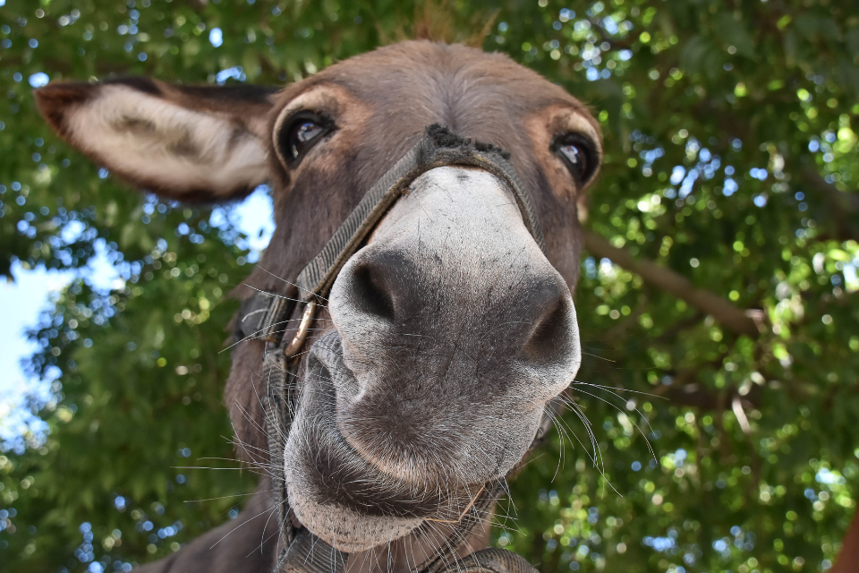 a donkey looking into the camera