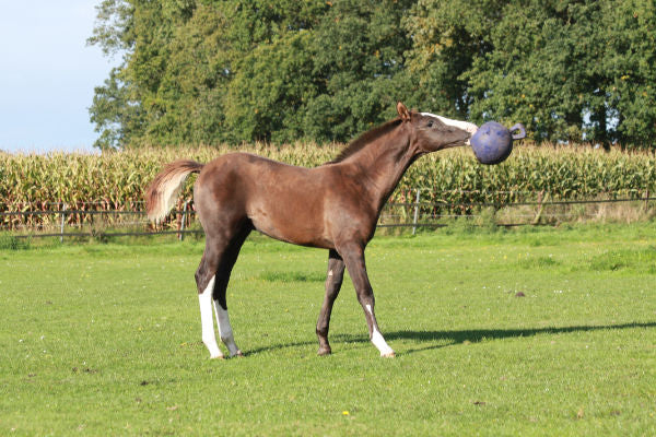 Why Play is Essential For Horses