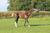 Why Play is Essential For Horses