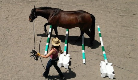 Why Equine Enrichment Matters: Enhancing Your Horse’s Mental and Physical Well-being