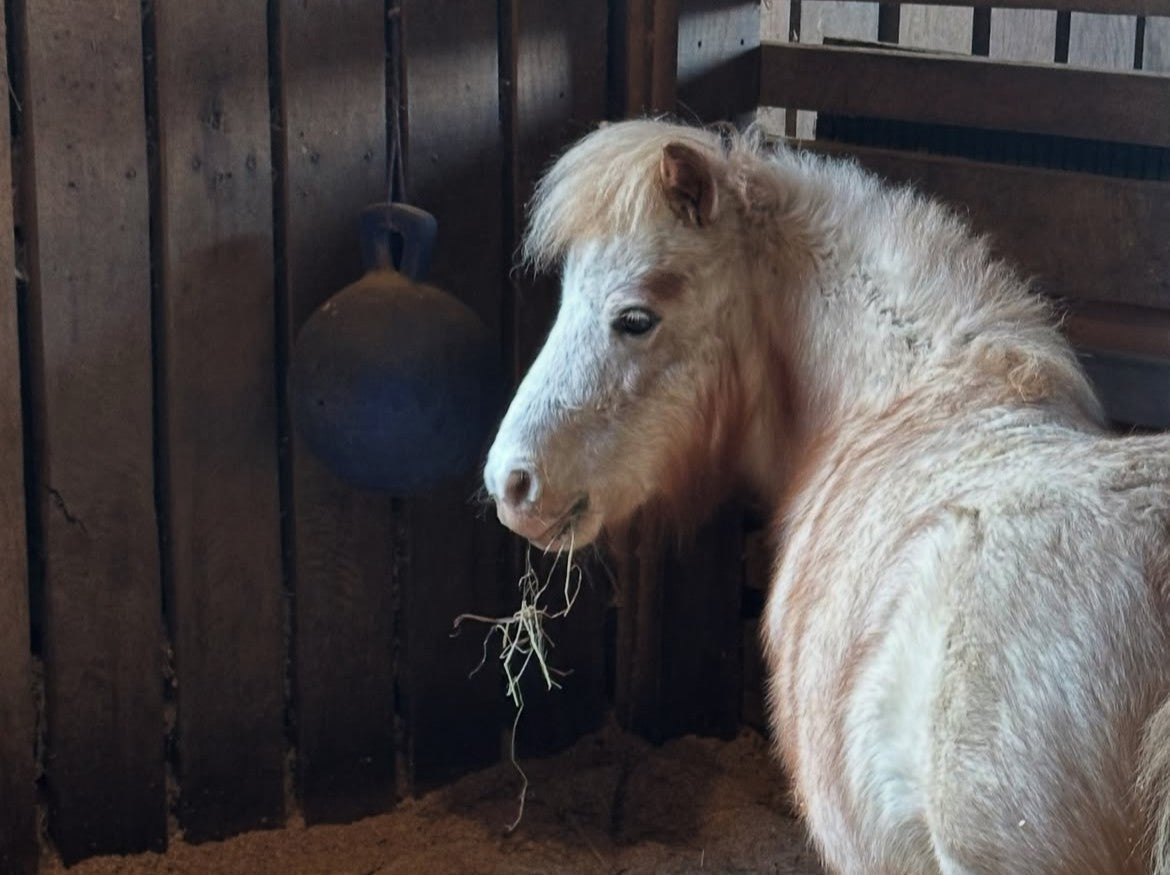 Sensory & Social Stimulation – Creating a Well-Rounded Horse