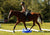 How to Adapt Play for Horses Showing Signs of Pain or Discomfort