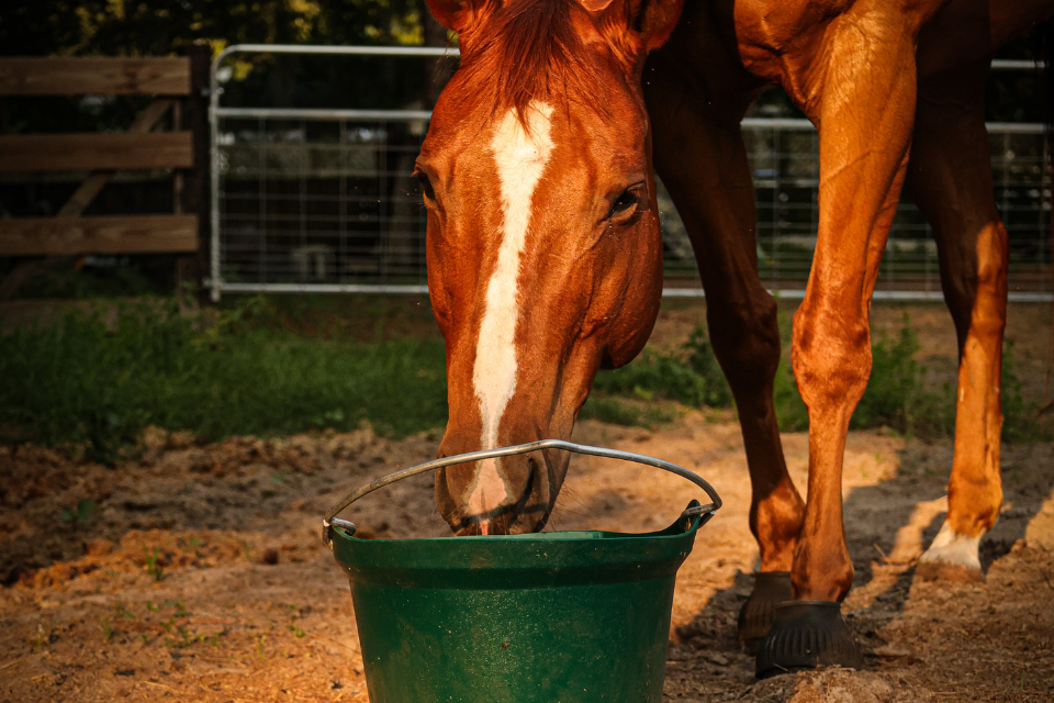 Cruiser’s Favorite Stall Toys