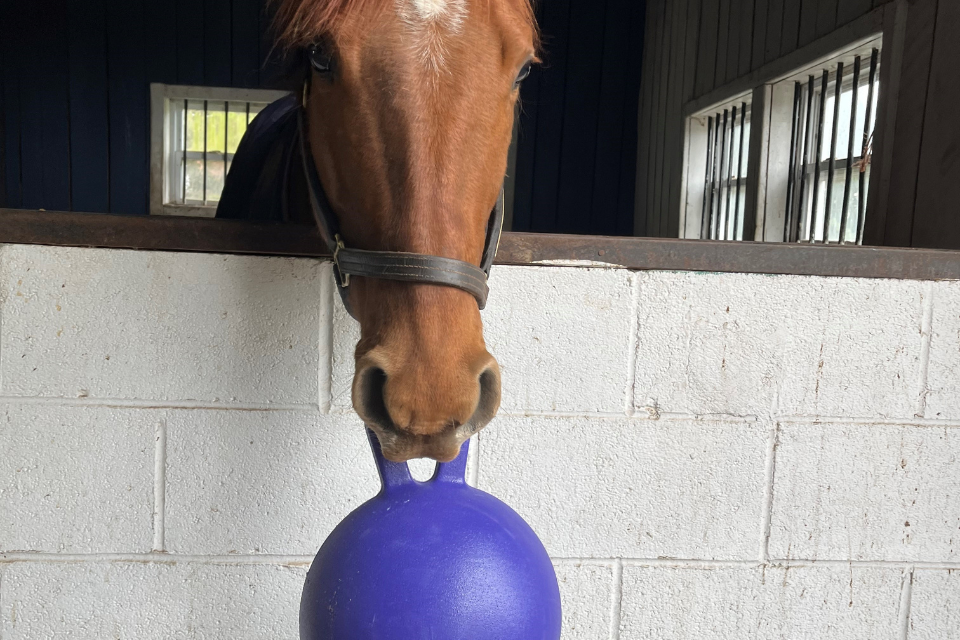 Keeping Horses Mentally Engaged in the Fall