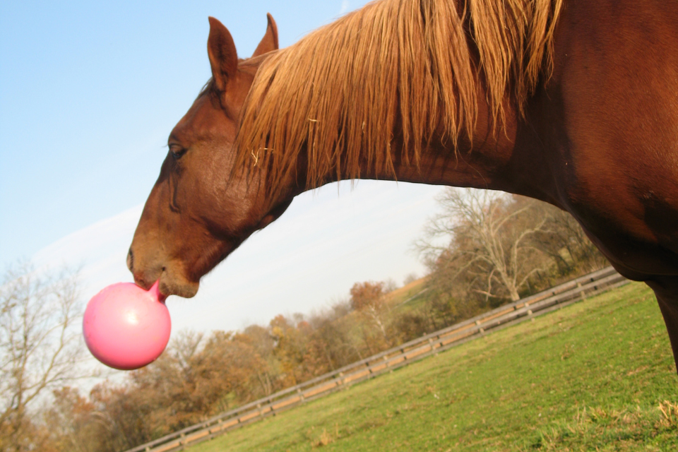 How to Safely Introduce a New Toy to Your Horse