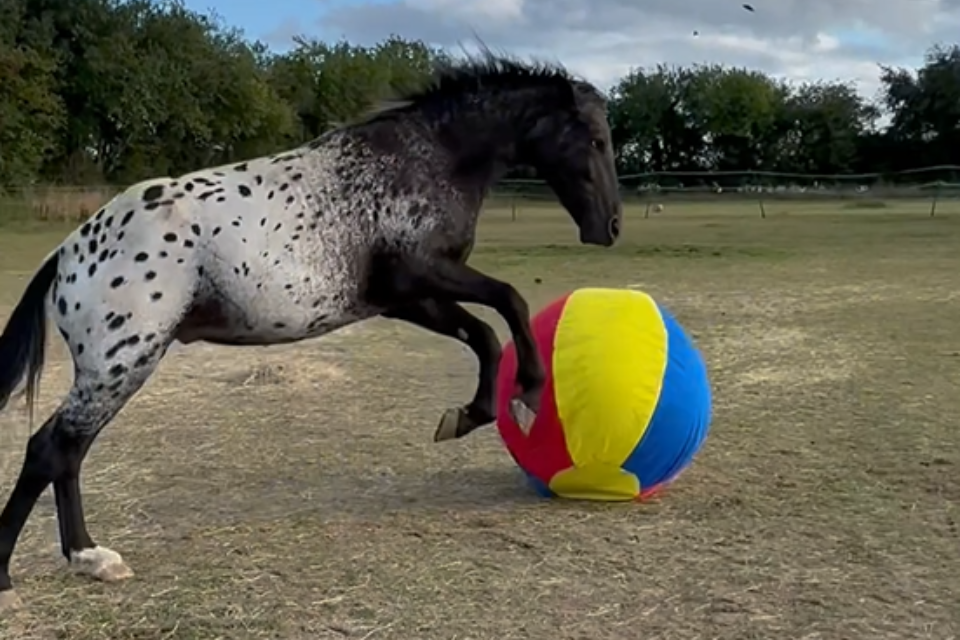 River’s Mega Ball Playtime Fun