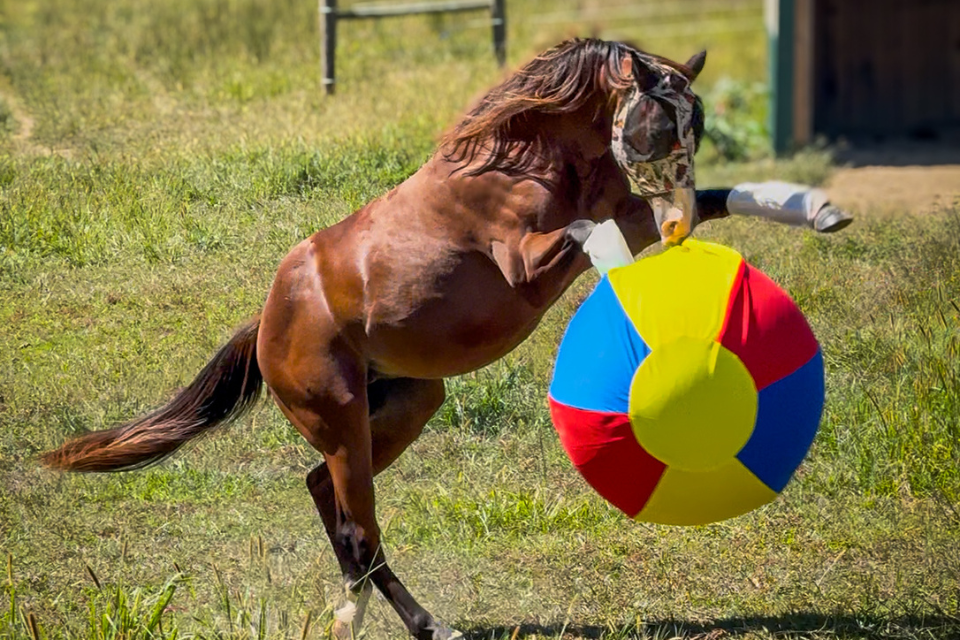 The Playful Life of Gauge