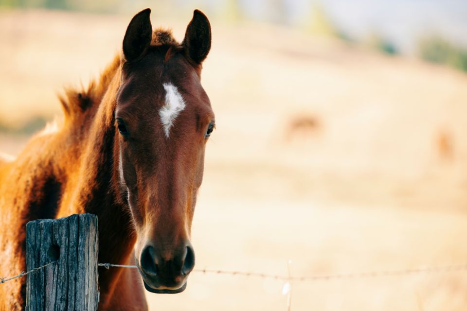 a horse outside in a field behind a fence