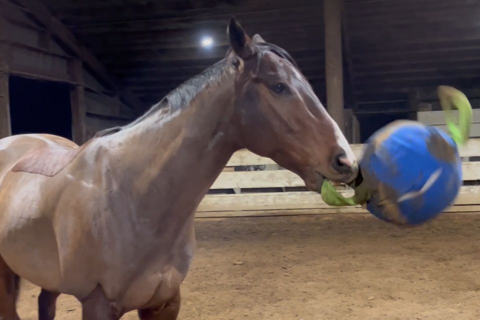 a horse in a fenced in stable yard playing with a blue green jolly tug toy