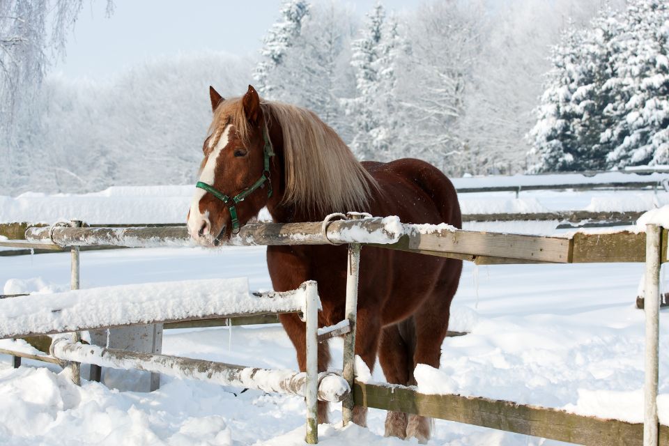 a horse standing outside by a snow-covered fence in a snowy field