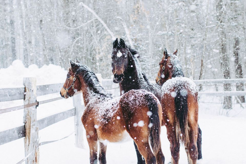 Winter Stall Safety Tips Every Horse Owner Should Know
