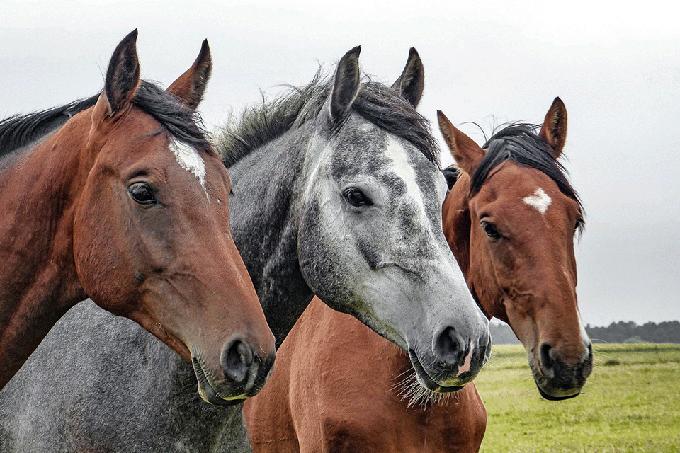 Different Horse Breeds and their Characteristics