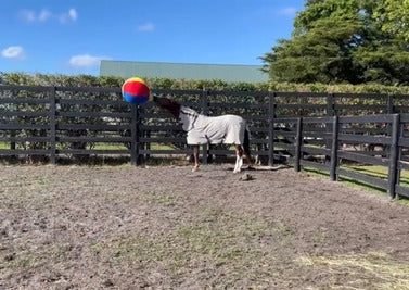 The Power of Play - How Toys Improve Your Horse's Life