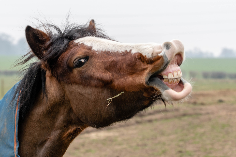 National Fresh Breath Day: Importance of Equine Dental Health