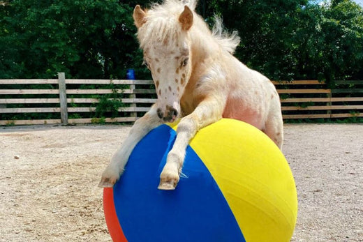 Horsemen's Pride miniature horse playing on Jolly Mega Ball
