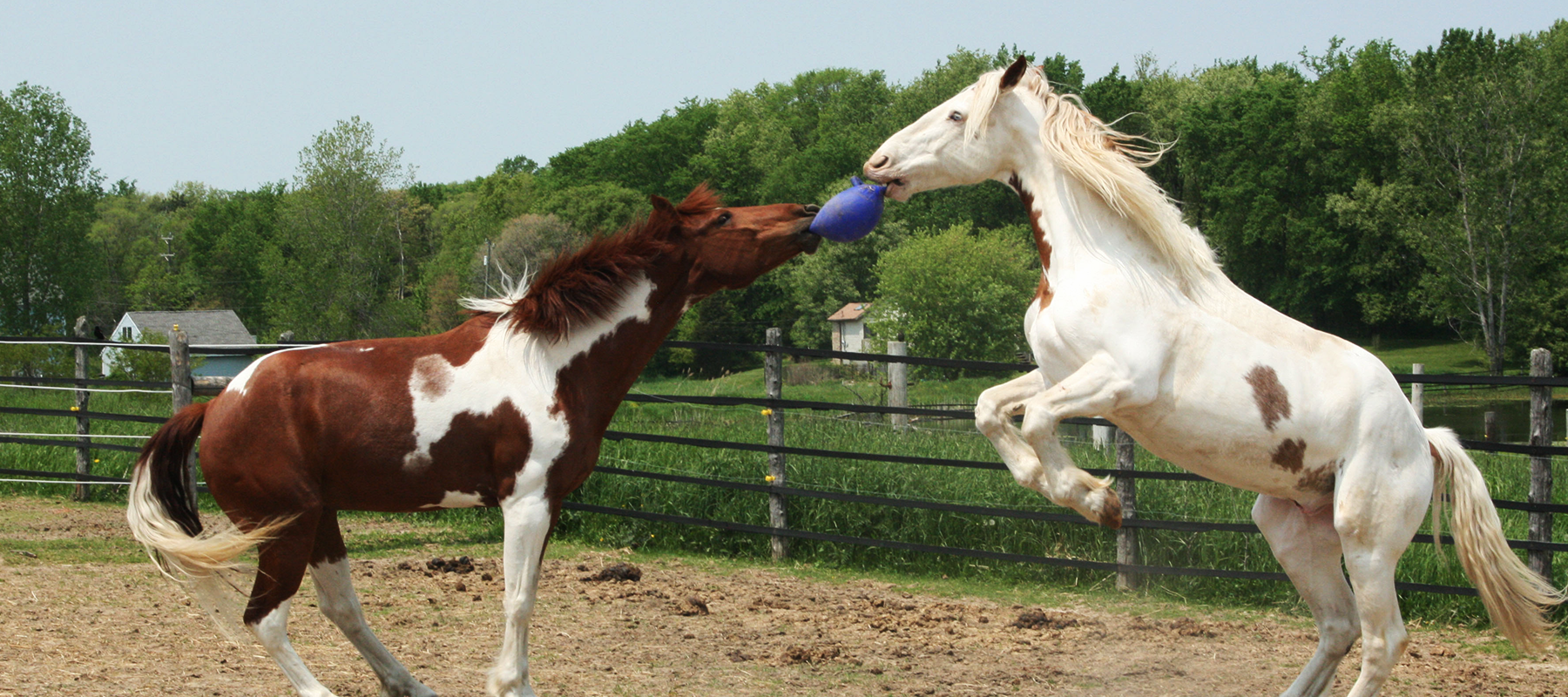 Two Horses Playing with a Jolly Ball