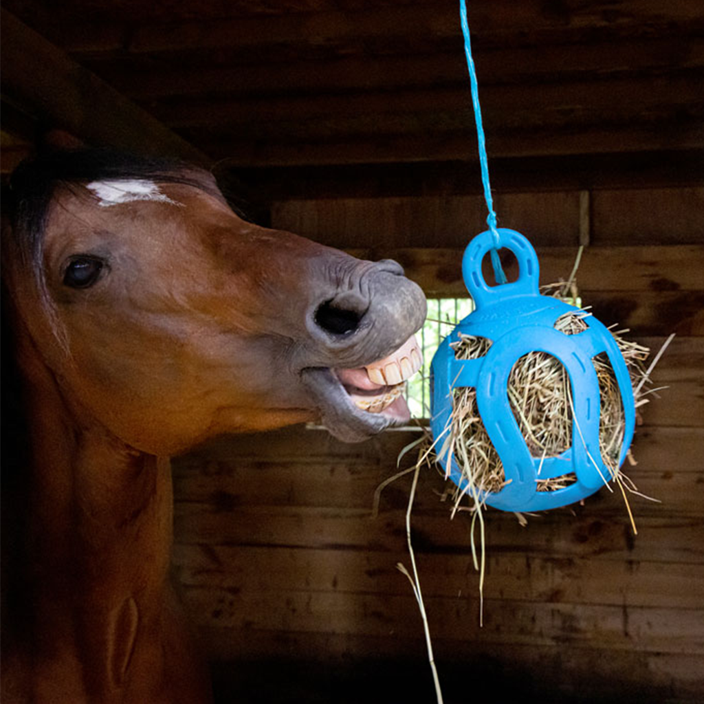 Horse with Jolly Hay Ball