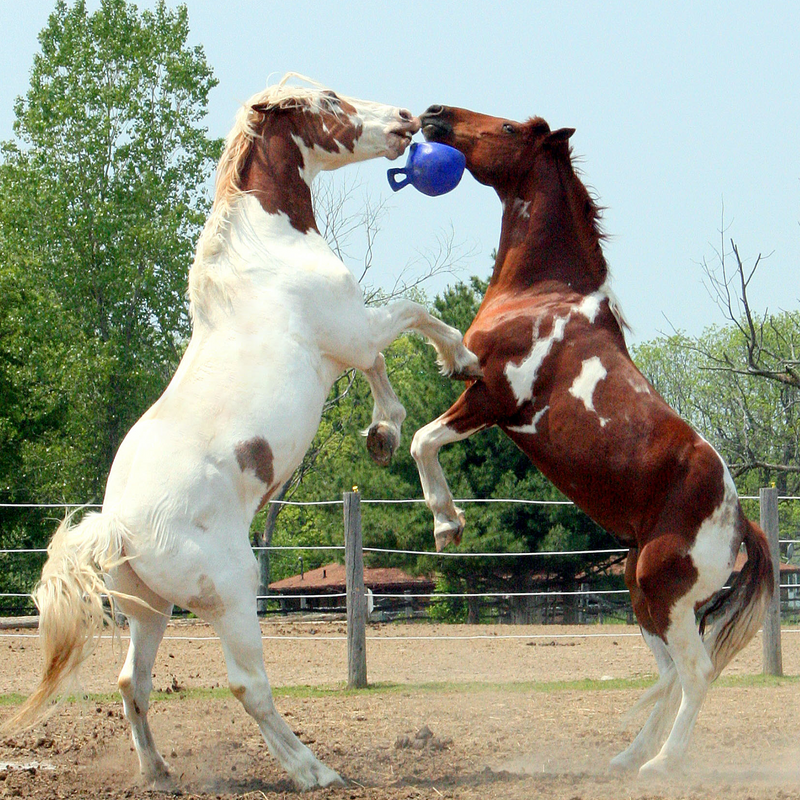 The Original 10" Jolly Ball | Horse Toy - Horsemen's Pride