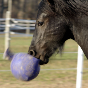 Horse with Blue Jolly Ball