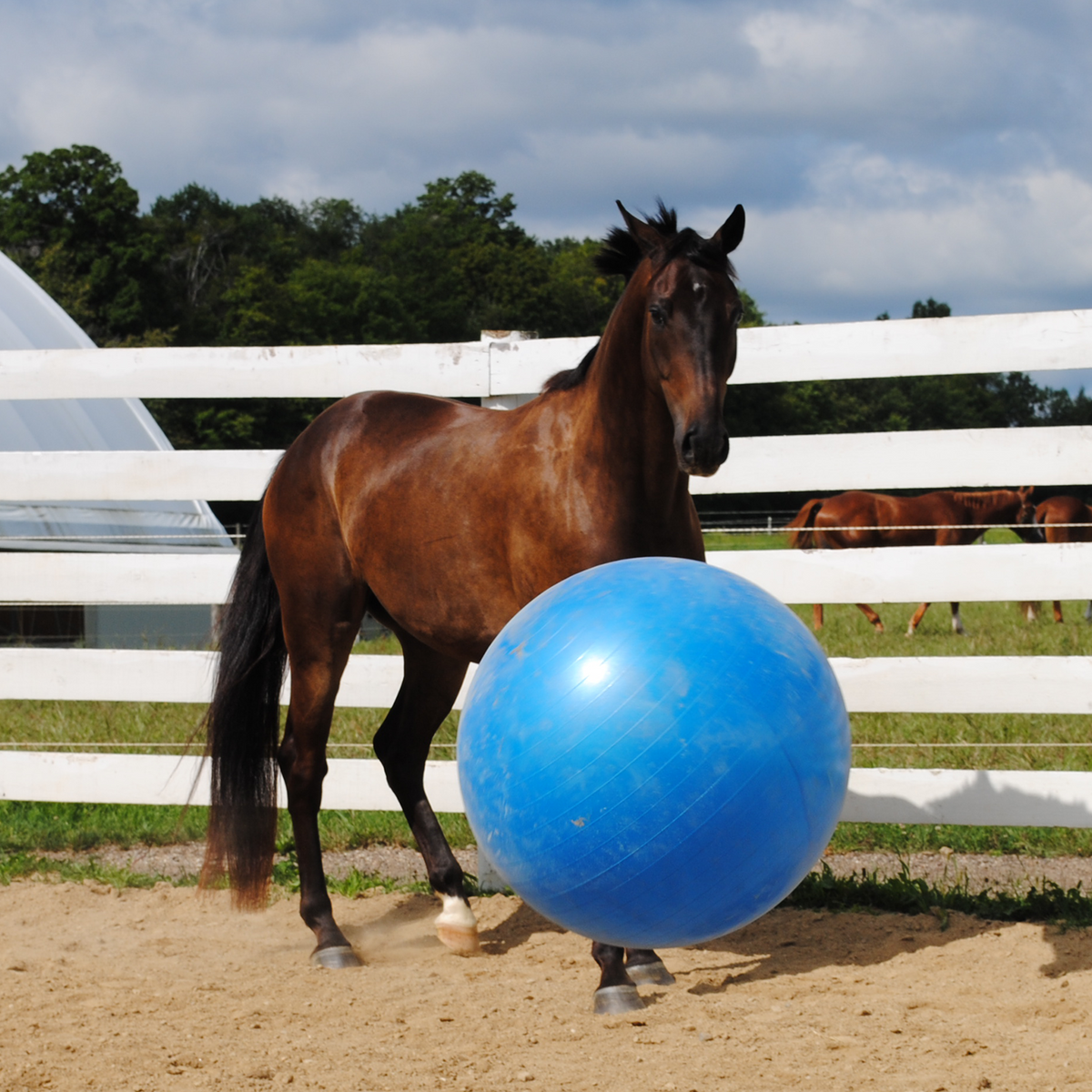 40 inch hot sale horse ball