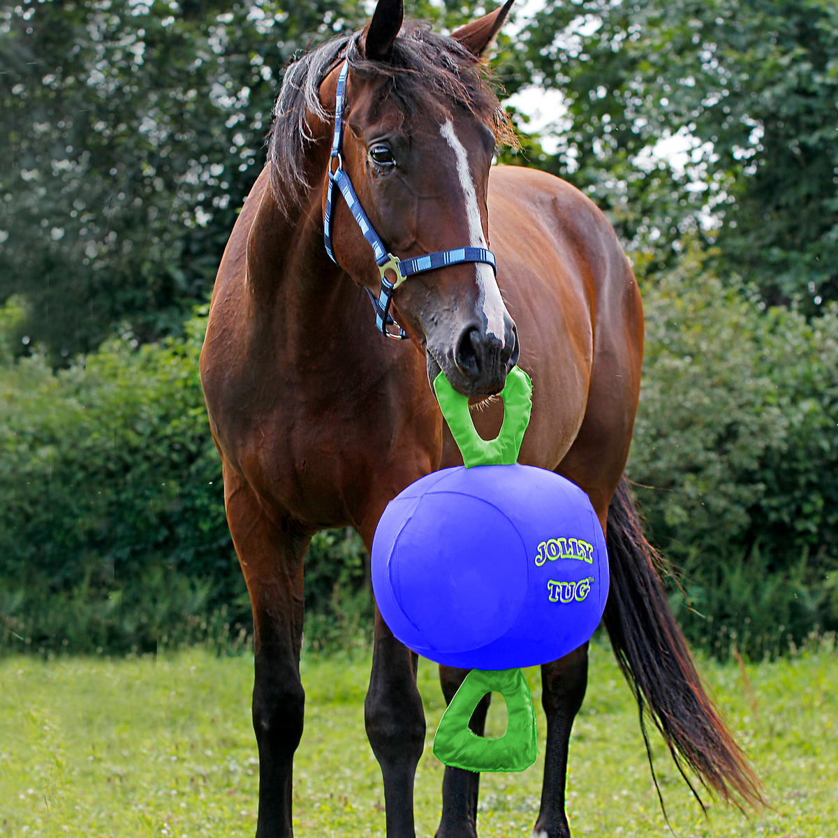 Horse playing with store jolly ball