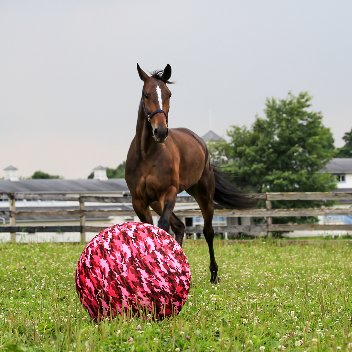 Horse mega sale ball