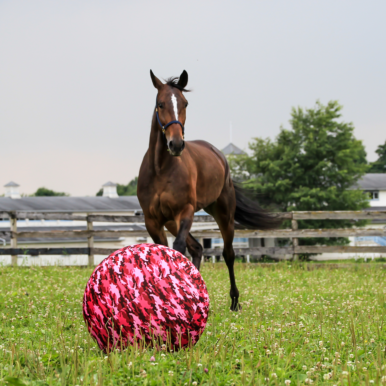 Carrot ball top for horses