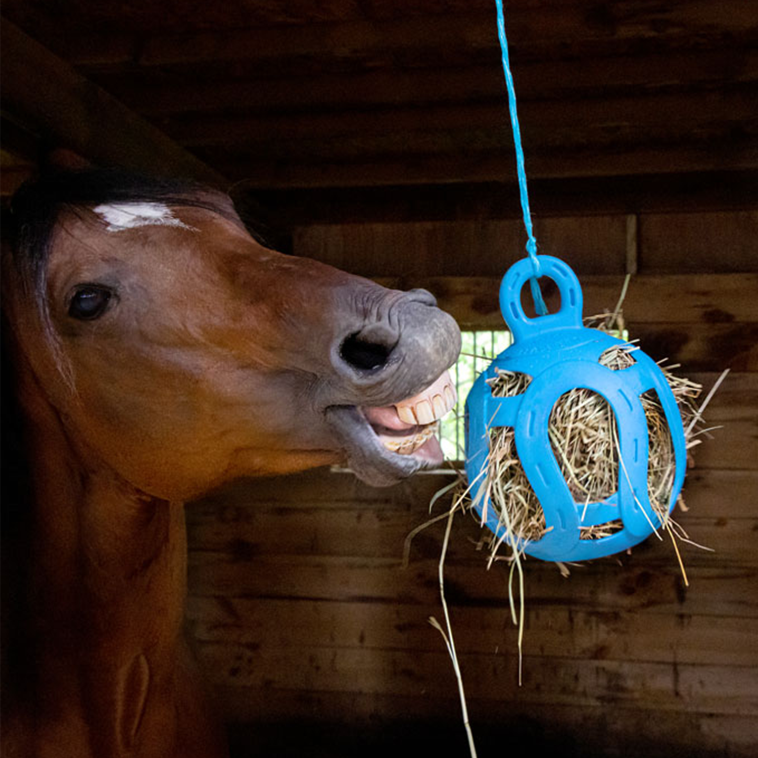 Horse Enrichment Toys: Boost Your Horse’s Happiness & Health
