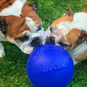2 dogs with Blue Jolly Ball