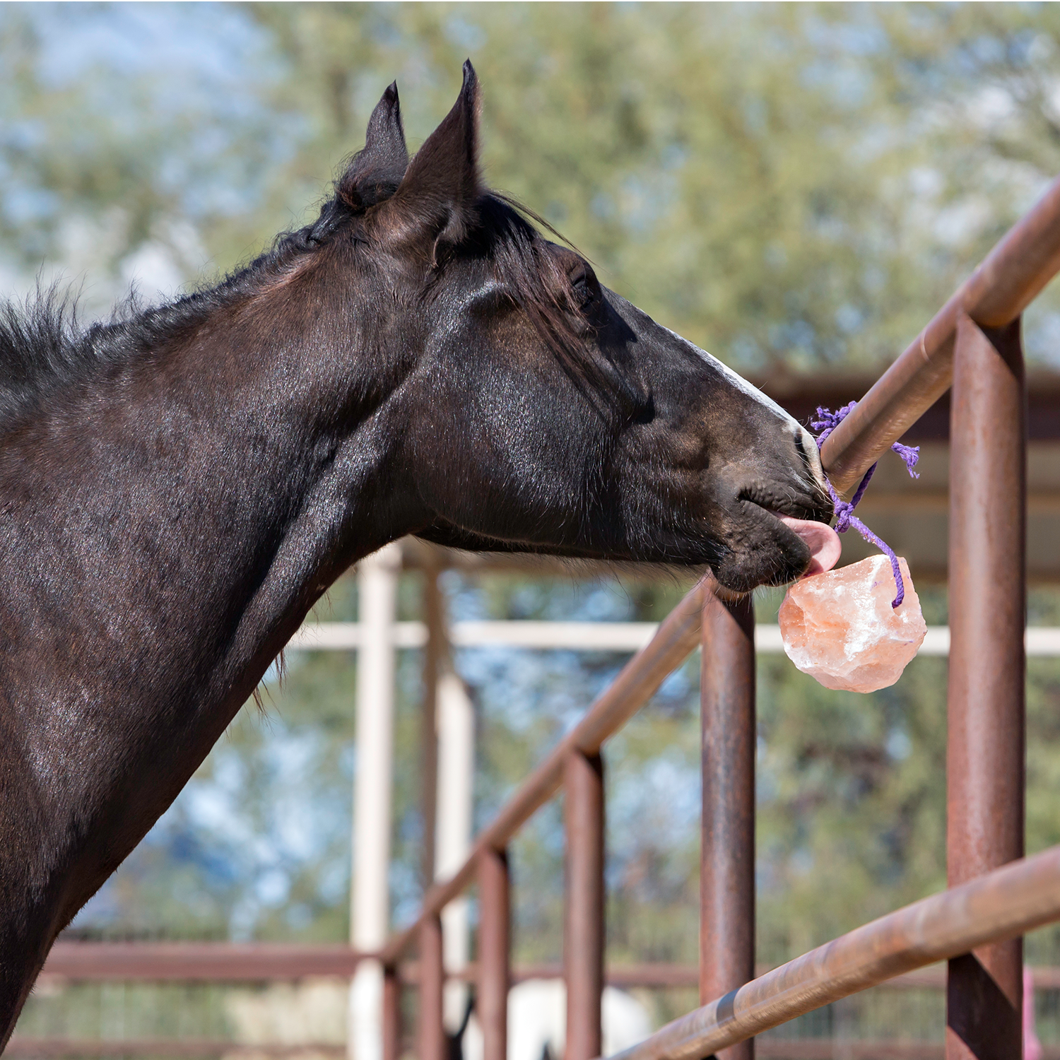 Silicone Horse Tongue