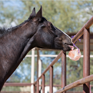 Horse Licking Salt Lick on a Rope